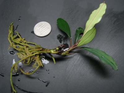 画像1: Bucephalandra sp."SANGGAU"