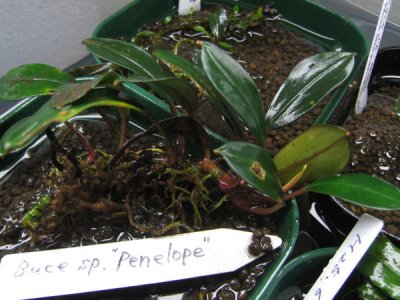 画像1: Bucephalandra sp."Penelope"