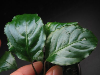 画像2: 【ピプト】Piptospatha manduensis East Borneo