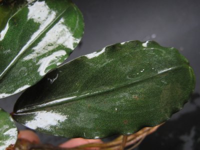 画像2: Bucephalandra sp. Beauty-R02 Malaysian Borneo