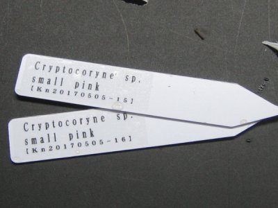 画像3: 【クリプト】Cryptocoryne sp.small pink