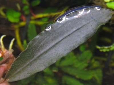 画像2: Bucephalandra sp. "Akantha gray2"tempunak rare