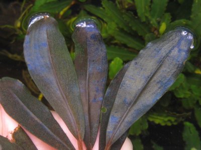 画像2: Bucephalandra sp. "Royal blue sophia"
