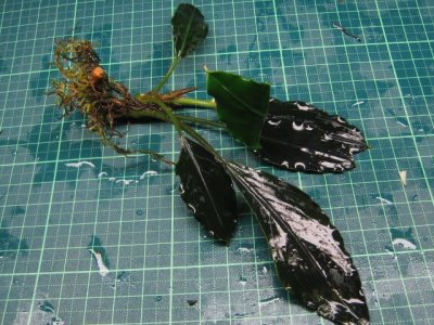 画像1: Bucephalandra sp. "Green anggara"