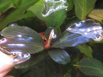 画像2: Bucephalandra sp. "Ultimate Purple"rare
