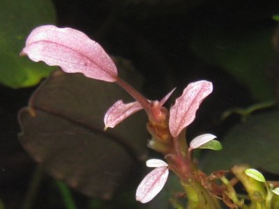 画像2: Bucephalandra sp. "variegata pink" 