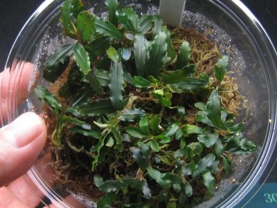 画像1: Bucephalandra sp. "Blue Pinoh"Nallow type