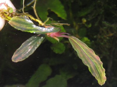 画像2: Bucephalandra sp. "IRIZE"rare