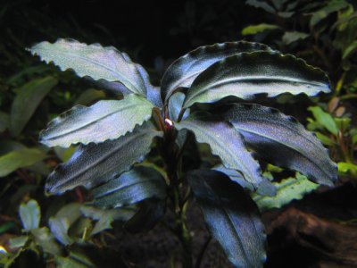 画像1: Bucephalandra sp. "upper pearl midnight blue" 