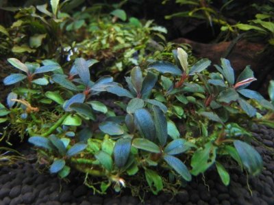 画像2: Bucephalandra sp. "Blue Ketapang"