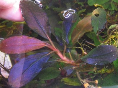 画像2: Bucephalandra sp. "Metallic Tricolor"