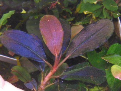 画像3: Bucephalandra sp. "Metallic Tricolor"