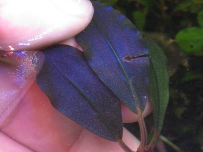 画像3: Bucephalandra sp. "Super Purple"