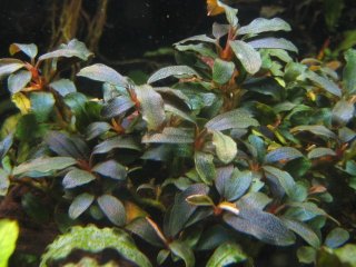 ブセファランドラBucephalandra Galaxy Tricolor-