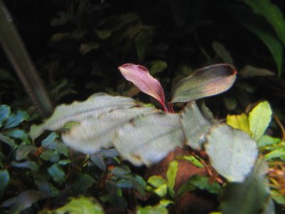 画像2: Bucephalandra sp. "Sarah"collection