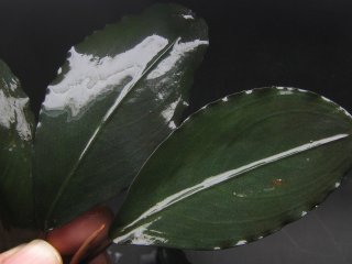 ブセファランドラBucephalandra Galaxy Tricolor-