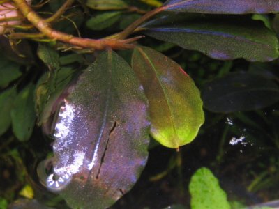 画像3: Bucephalandra sp. "NEON PURPLE"rare