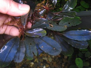 ブセファランドラBucephalandra Galaxy Tricolor-