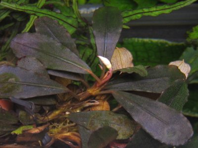 画像2:  Bucephalandra sp. "Brownie deep purple" original location