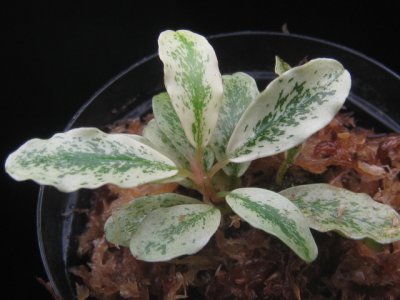 画像1: Bucephalandra sp. "White Aglaia"super rare