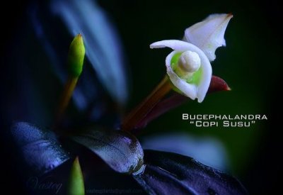 画像3: Bucephalandra sp. "Copi Susu"