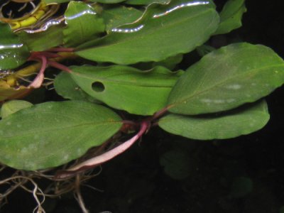 画像3: Bucephalandra sp. "Theia 4"