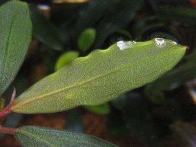 画像2: Bucephalandra sp. "Akantha gray" rare