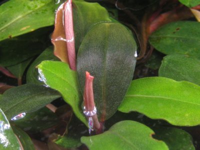 画像2: Bucephalandra sp. "Semuntai"