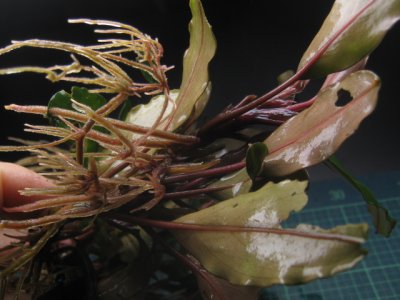 画像3: Bucephalandra sp. "Semuntai"