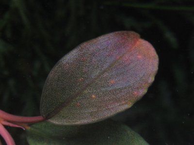 画像2: Bucephalandra sp. "Red Gray"rare