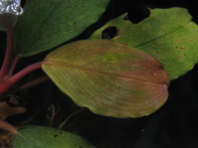 画像3: Bucephalandra sp. "Red Gray"rare