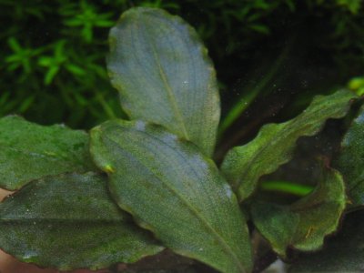 画像2: Bucephalandra sp. "Gray red-stem"