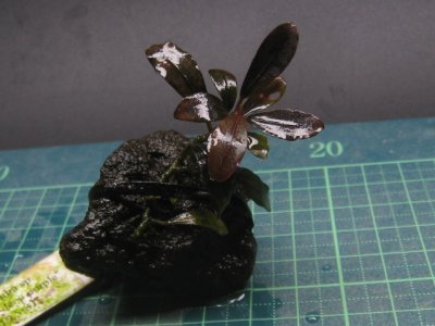 画像1: Bucephalandra sp."Brownie deep purple"