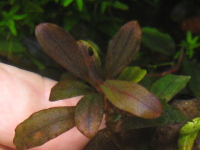 画像2: Bucephalandra sp."Brownie deep purple"