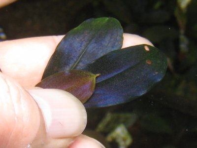 画像3: Bucephalandra sp. "Purple Emperor"