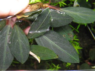 Bucephalandra sp. silver gray 水上葉-