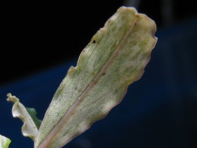 画像1: Bucephalandra sp. "Double White"colection