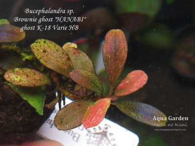 画像1: Bucephalandra sp. Brownie ghost "HANABI"ultla rare