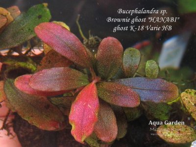 画像2: Bucephalandra sp. Brownie ghost "HANABI"ultla rare