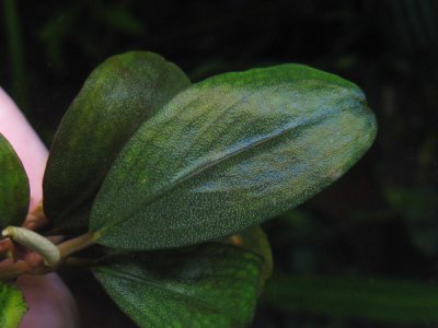 画像2: Bucephalandra sp."Sky blue round-leaf"Nanga Lot Seberuang
