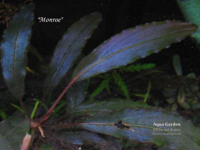 画像1: Bucephalandra sp. "Monroe" super rare