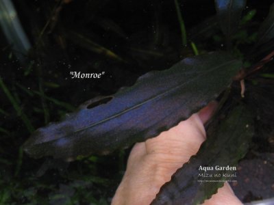 画像2: Bucephalandra sp. "Monroe" super rare
