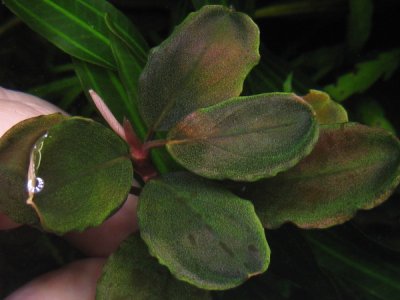 画像2: Bucephalandra sp. ”Motleyana purple"round leaf