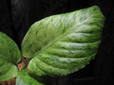 画像2: 【スキスマ】Schismatoglottis sp.variegata(霜降タイプ）rare