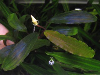 ブセファランドラsp.Pigmaea Deep Blue タグ付き