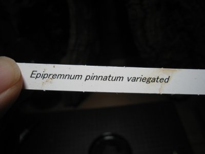 画像2: 【その他】Epipremnum pinnatum variegated