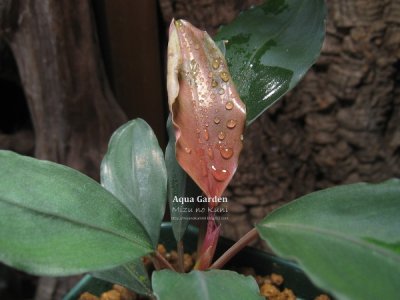 画像2: Bucephalandra sp. "Red pink bayuda"semuntai sanggau