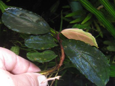 画像2: Bucephalandra sp."Copper blue oval"Big leaf 