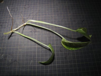 画像1: 【その他】Epipremnum pinnatum variegated