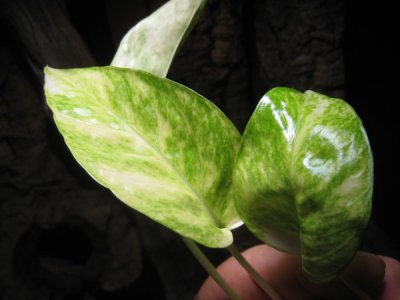 画像3: 【その他】Epipremnum pinnatum variegated